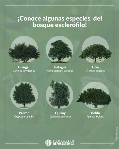 Fotografía detallada de la flora del bosque esclerófilo, incluyendo líquenes y especies en floración