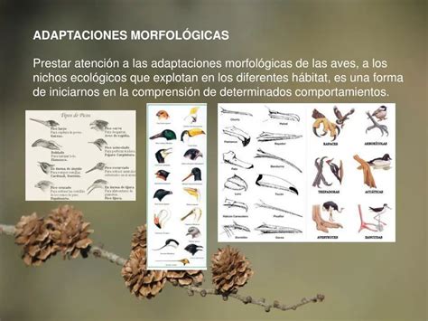 Esquema de las adaptaciones anatómicas de una rapaz (pico y garras)