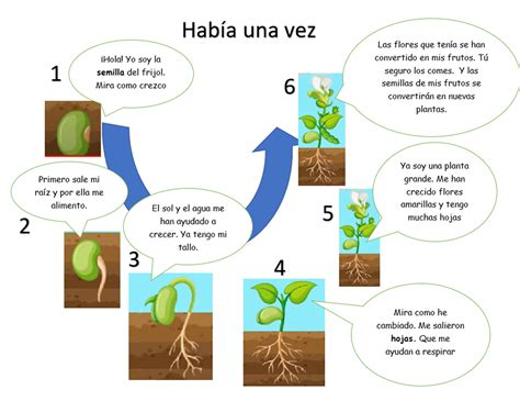 Esquema detallado que muestra las etapas de desarrollo del poroto, desde la germinación hasta la formación de la vaina.