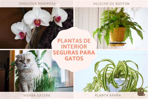 Mesa con diferentes tipos de verduras aptas para cultivo interior