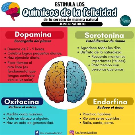 Infografía: componentes químicos del cacao y su impacto en el cerebro (serotonina, dopamina, flavonoides)