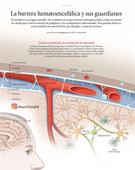 Esquema: cómo los flavonoides atraviesan la barrera hematoencefálica para proteger el cerebro