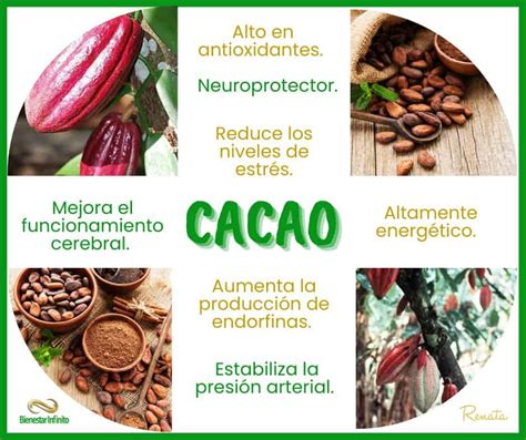 Esquema de los beneficios del cacao para la salud