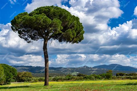 Pino piñonero (Pinus pinea) en las dunas de Doñana, con descripción del paisaje