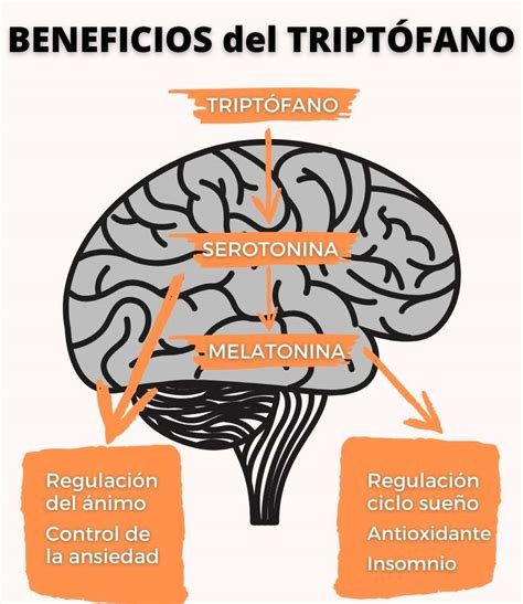 esquema detallado de los beneficios del triptófano y vitaminas B para el sistema nervioso