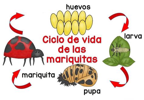 Ciclo de vida de la mariquita, un importante depredador de pulgones.