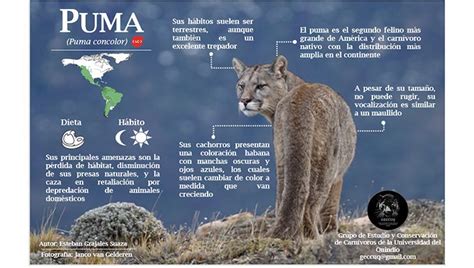Infografía comparativa: Tipos de presas que consume el puma en América del Norte (ungulados) frente a América del Sur (mamíferos pequeños y medianos).