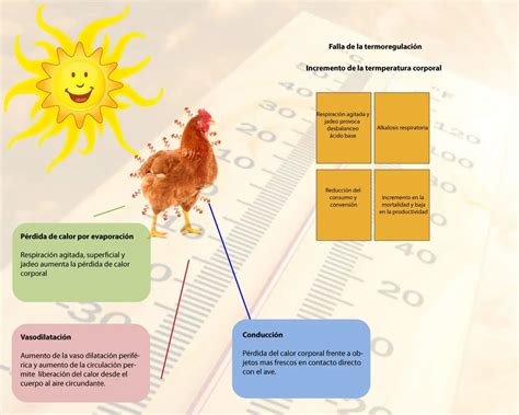 Esquema explicativo sobre cómo los perros regulan su temperatura corporal mediante el jadeo y cómo las camas refrigerantes ayudan a disipar el calor