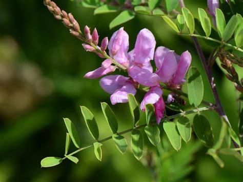 Arbusto Indigofera tinctoria con hojas y flores rosadas