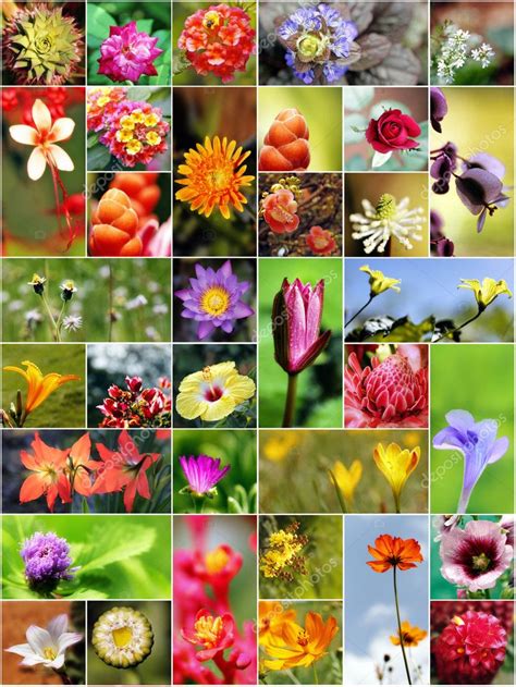 Variedad de flores de Iris en diferentes colores