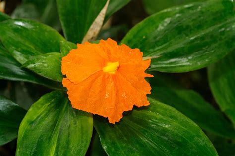 Primer plano de la flor naranja y hojas carnosas de Chamaecostus cuspidatus