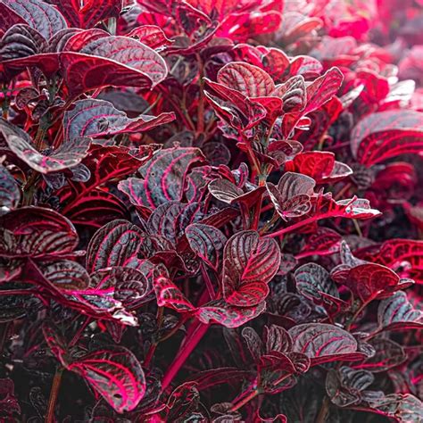 Planta Iresine herbstii con hojas de color rojizo intenso