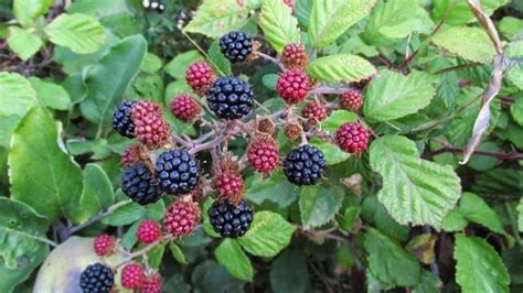 Campo de moras silvestres en verano