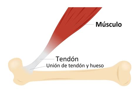 Esquema anatómico mostrando la conexión entre músculo, tendón y hueso