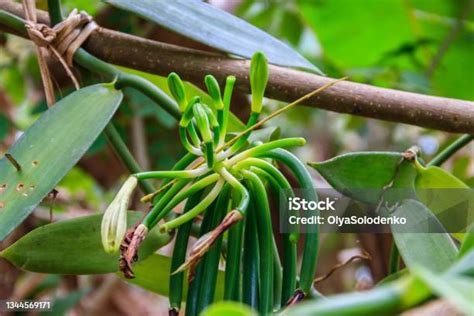 Esquema de la planta de vainilla con sus flores y vainas