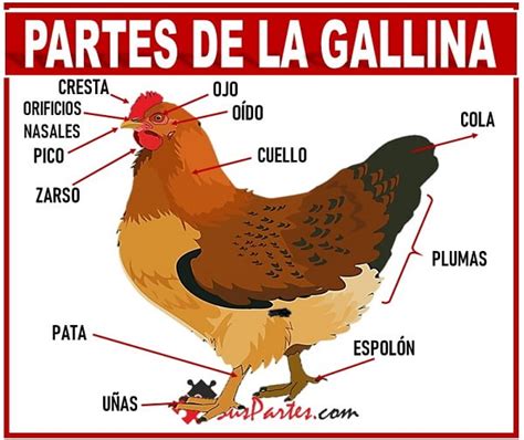 Esquema de las partes de la cabeza de una gallina, incluyendo la cresta y barbillas