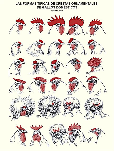 Diferentes tipos de crestas de gallina: simple, doble, en nuez, en guisante, rosa