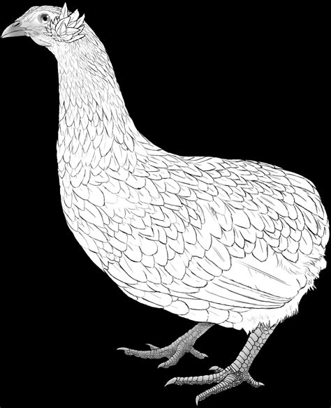 Ilustración detallada de una gallina Kollonka mostrando la ausencia de cola y los aretes