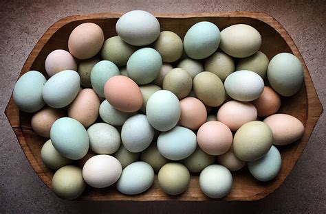 Foto de huevos de gallina mapuche en diferentes tonalidades de azul y verde