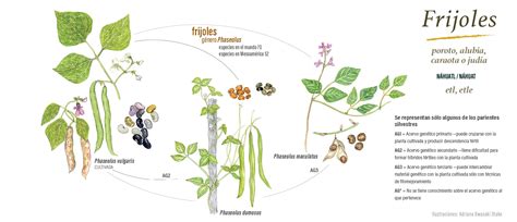 Ilustración botánica de la planta Phaseolus vulgaris con sus vainas y semillas.