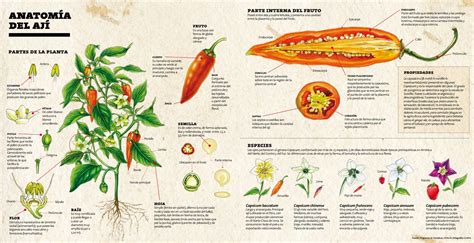 infografía sobre nutrientes del ají