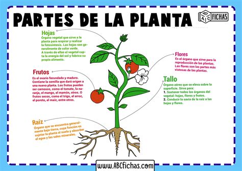Esquema de las partes de la planta de chayote (fruto, tallos, hojas, zarcillos)