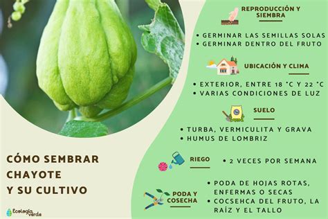 Infografía sobre el proceso de siembra y crecimiento del chayote