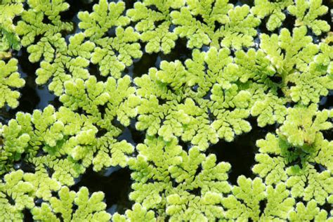 Esquema o fotografía de helecho acuático (Azolla) como biofertilizante en un campo de arroz