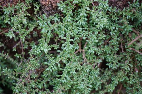 Fotografía detallada de Pilea microphylla (Frescura) con sus pequeñas hojas
