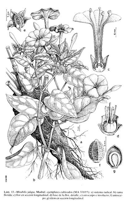 Ilustración botánica detallada de Mirabilis jalapa, mostrando sus hojas, flores y raíz.