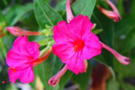Primer plano de las flores de Mirabilis jalapa en diferentes colores, mostrando su forma de embudo.