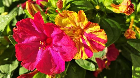 Jardín con varias plantas de Mirabilis jalapa en plena floración, mostrando la diversidad de colores.