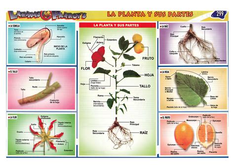 Infografía mostrando las partes de la planta de Mirabilis jalapa y sus usos medicinales.
