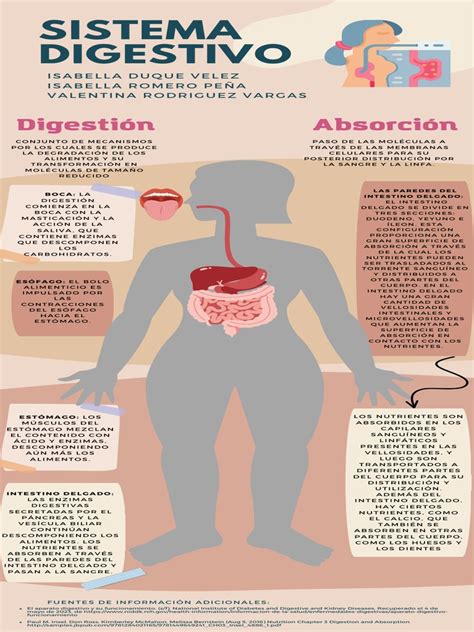 Infografía sobre la digestión y absorción de nutrientes en perros