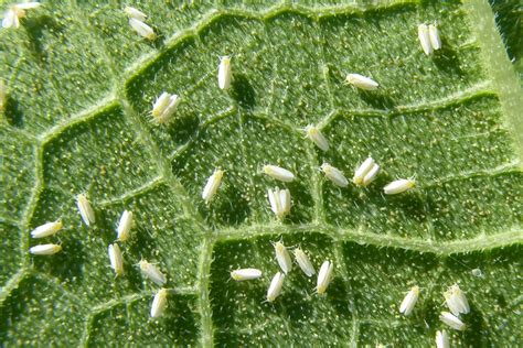 Representación visual de la mosca blanca adulta y sus huevos en el envés de una hoja.
