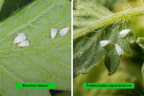 Comparativa visual de las alas de Trialeurodes vaporariorum y Bemisia tabaci en reposo.