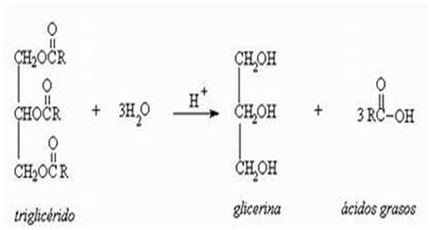 Ilustración de la reacción de hidrólisis de un triglicérido en glicerol y ácidos grasos