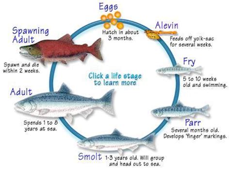 Diagrama del ciclo de vida anadrómico del salmón, mostrando su migración entre agua dulce y salada.