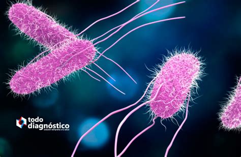 Micrografía electrónica de bacterias Salmonella spp.