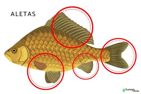 Comparación visual de peces con aletas sanas y aletas dañadas por agresión o mala nutrición.