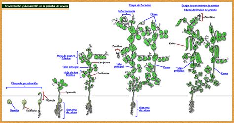 Esquema de las diferentes partes de la planta de arveja (hojas, zarcillos, vainas)