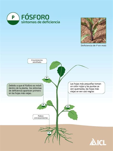 Diagrama mostrando las fracciones de fósforo en el suelo y su disponibilidad para la planta