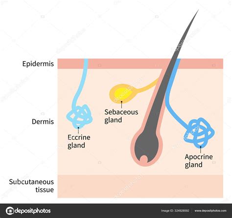 Ilustración de la estructura de un poro en la piel con glándula sebácea y folículo piloso