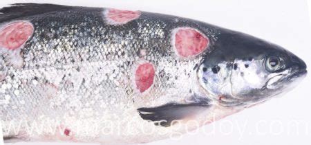Hígado de Salmón del Atlántico (Salmo salar) afectado por Septicemia Rickettsial Salmonídea (SRS), mostrando hepatomegalia y nódulos blancos.
