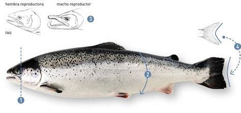 Hígado de Salmón del Atlántico (Salmo salar) con nódulos multifocales, algunos con centros hemorrágicos, característicos de la Septicemia Rickettsial Salmonídea.