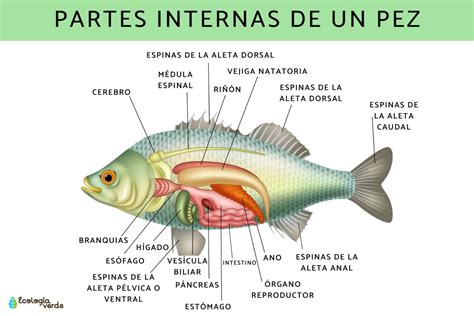 Diagrama esquemático del hígado de un pez, mostrando su ubicación y conexión con el sistema digestivo y circulatorio.