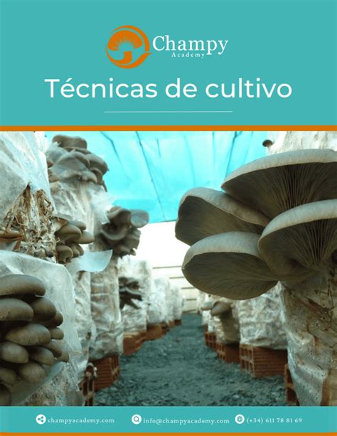 Diagrama de una cámara de cultivo de hongos mostrando la disposición de luminarias LED enlazables y resistentes al agua.