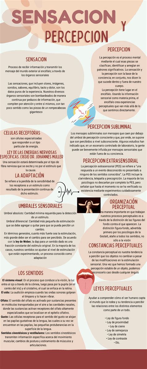 infografía comparativa de la percepción de sabores en humanos