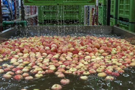Imagen de manzanas frescas almacenadas en refrigeración y el proceso de preparación antes de consumir