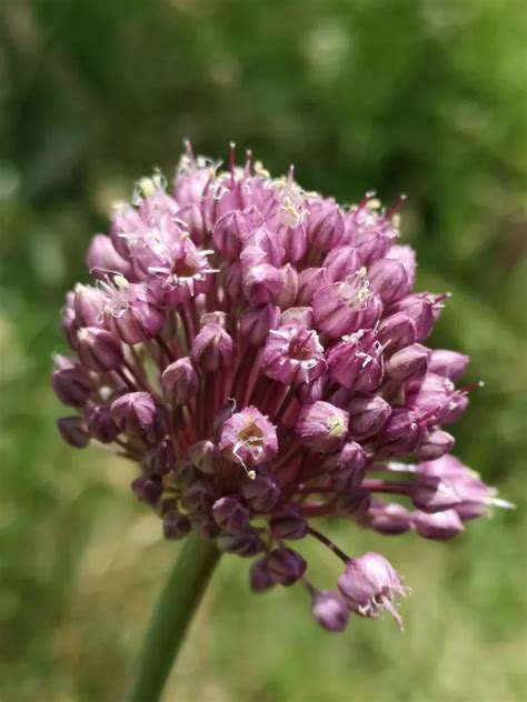Detalle de las capas del ajo porro, mostrando cómo limpiarlo para remover la arena.